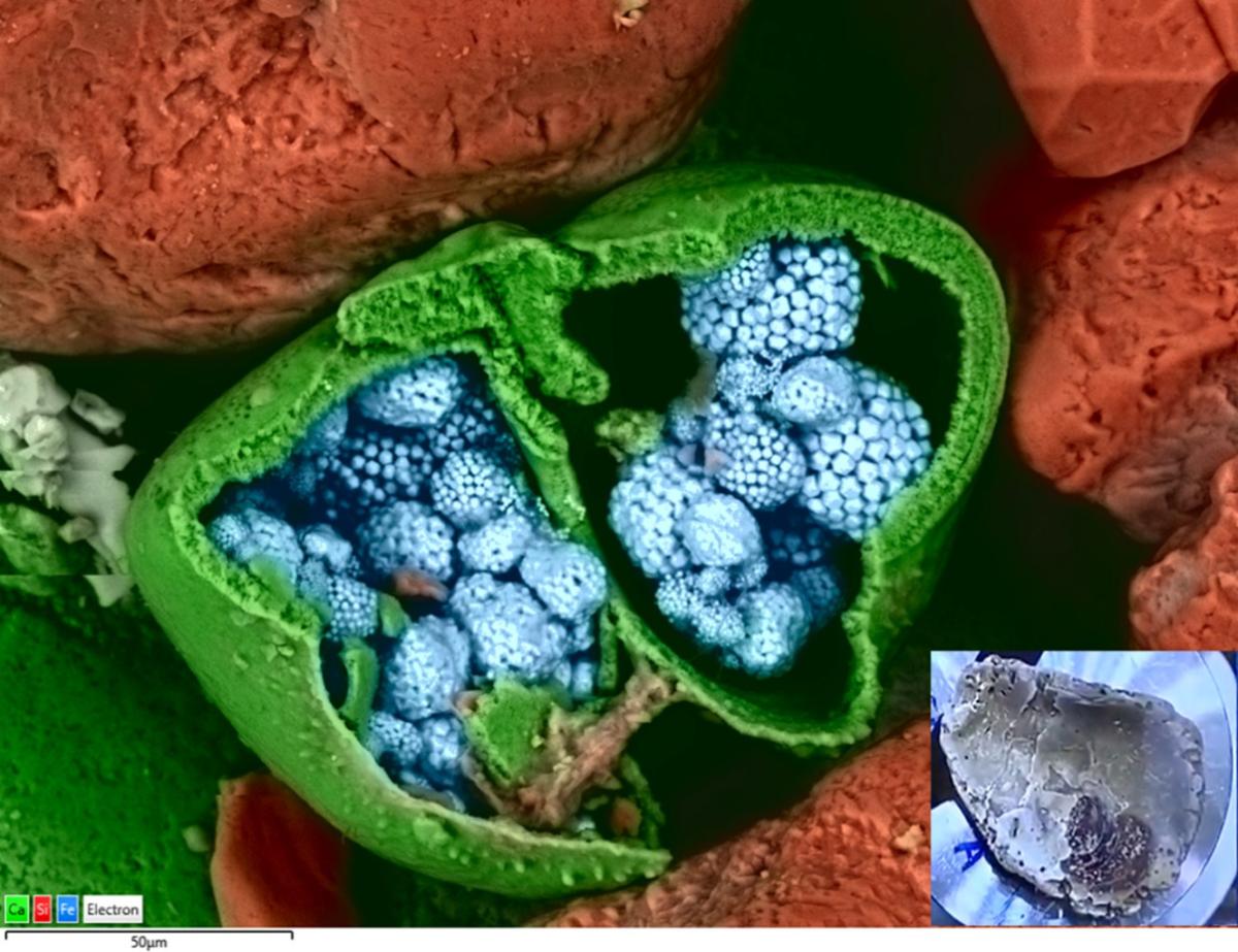 低真空模式下表面起伏不平的贝壳的BEX图像