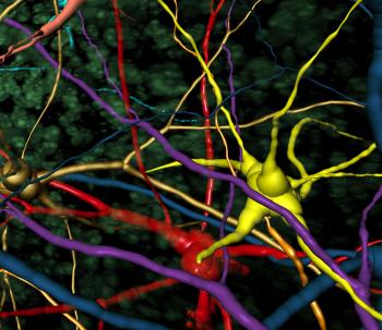 Imaris 用于 Neuroscientists